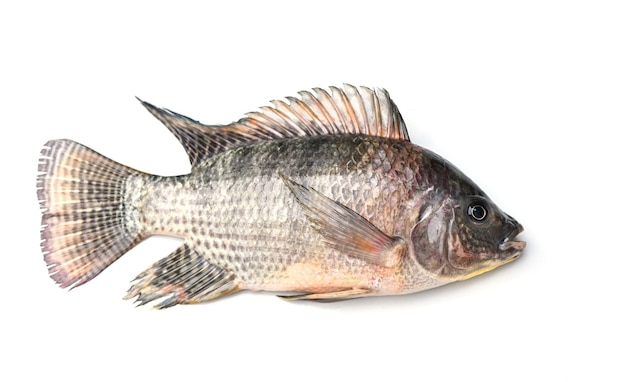 Tilapia isolated on white background Fresh raw tilapia fish from the tilapia farm