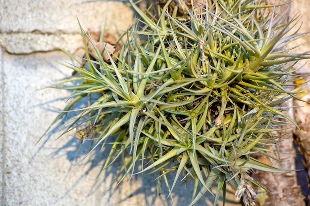 Tillandsia bergeri growing next to a concrete wall