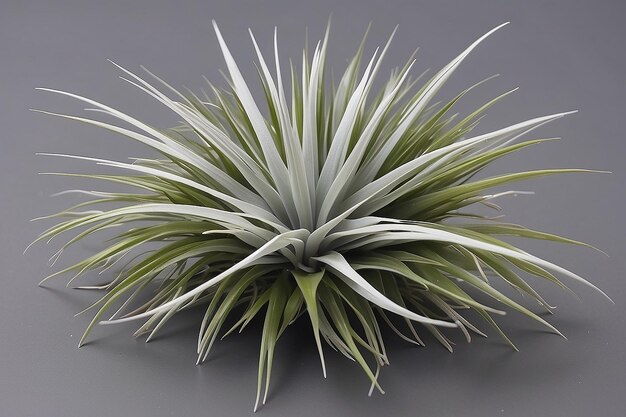 Photo tillandsia leaf spiky silvergreen