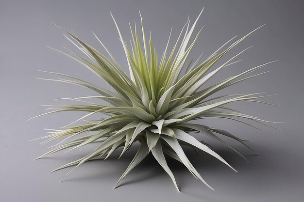 Tillandsia Leaf Spiky silvergreen