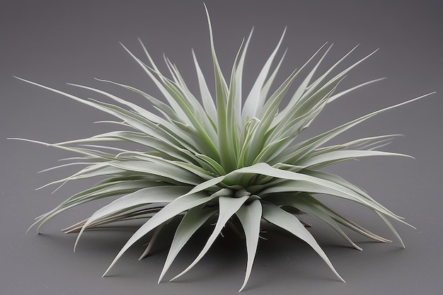 Tillandsia Leaf Spiky silvergreen