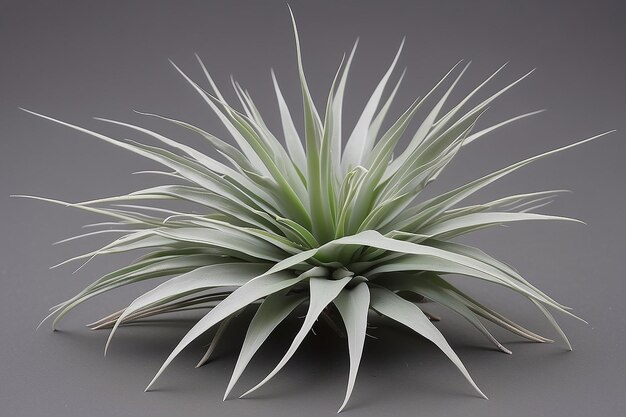 Photo tillandsia leaf spiky silvergreen