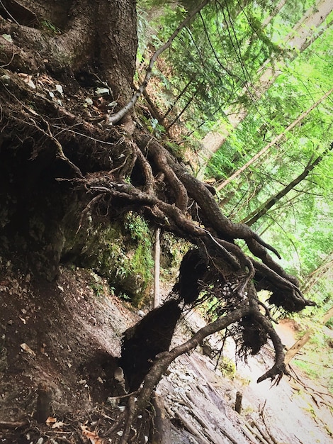 Tilt image of trees growing on field