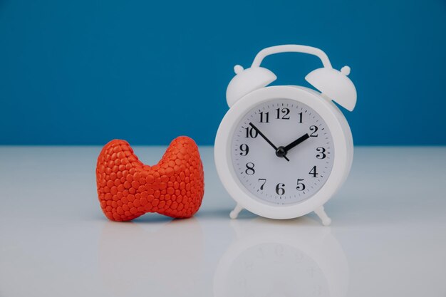 Time for health check up concept Model of gland and alarm clock on doctor's table