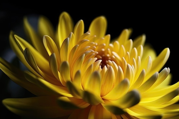 Time lapse Macro series of Chrysanthemum blooming