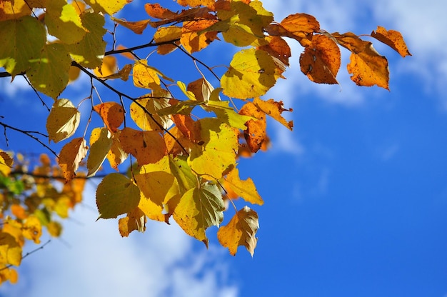 Time of leaf fall bright leaves on branches