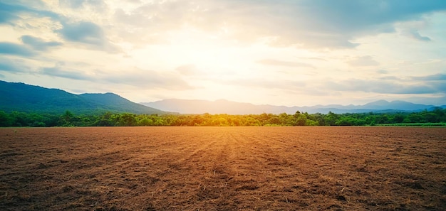 A timelapse image of a barren field turning into a lush forest due to activism symbolizing the impact of environmental efforts save the world regrowth