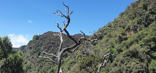 Timeless Majesty Embracing the Wisdom of Old Trees