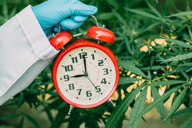 Times clock with Sativa Cannabis Marijuana plant leaves or Hemp for countdown to legalization medical herbal concept.