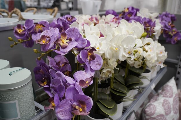 Timisoara Timis  Romania  September 21 2021 Phalaenopsis amabilis white and purple orchid fake