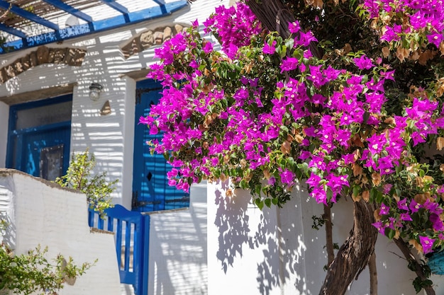 Tinos island Greece Cycladic architecture at Volax village Pink bougainvillea white house