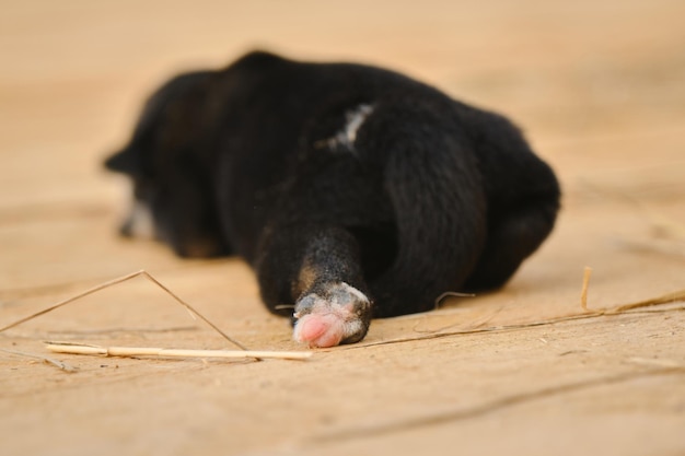 Tiny Alaskan husky from kennel of northern sled dogs sleeps on wooden floor rear view