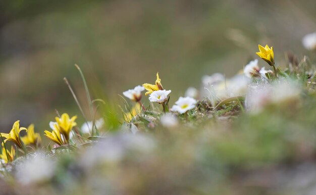 Photo tiny alpine flowers in a mountain meadow in short summer