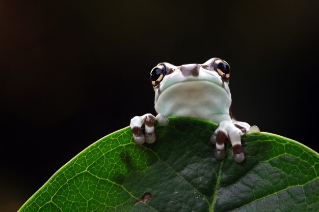 tiny amazon milk frog on green leaves panda bear tree frog