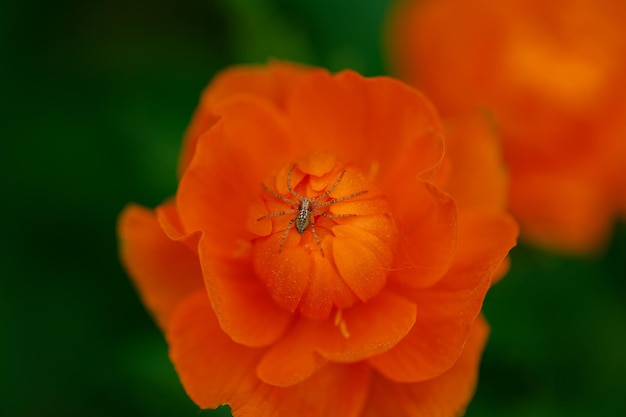 A tiny beautiful spider on the petals of a flower Wild nature