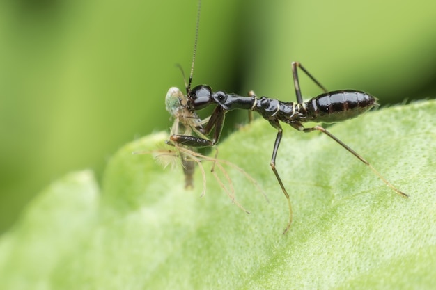 Tiny black grasshopper eating Lake fly on green leaf