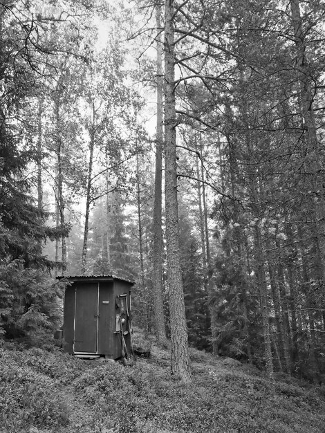 Photo tiny cabin in forest