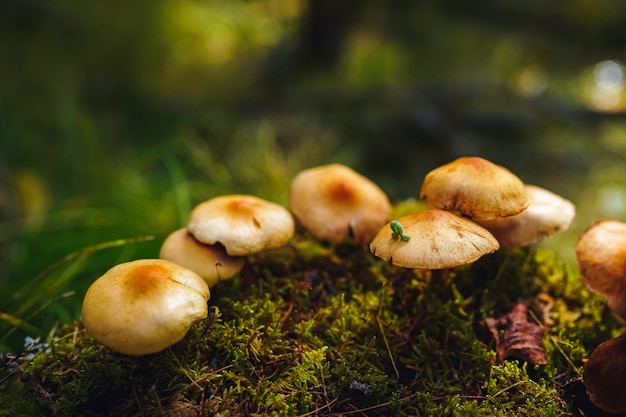 Tiny green caterpillar crawls on the cap of one of the mushrooms growing on moss