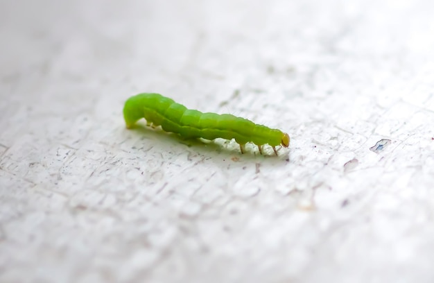 Tiny green caterpillar