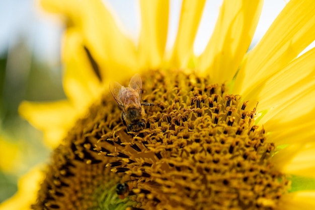 Tiny honey bee pollinating from yellow sunflower in the field