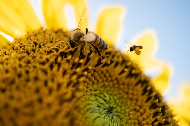 Tiny honey bee pollinating from yellow sunflower in the field