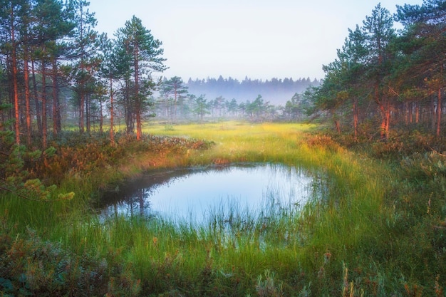 Tiny lake in a foggy swamps in autumn