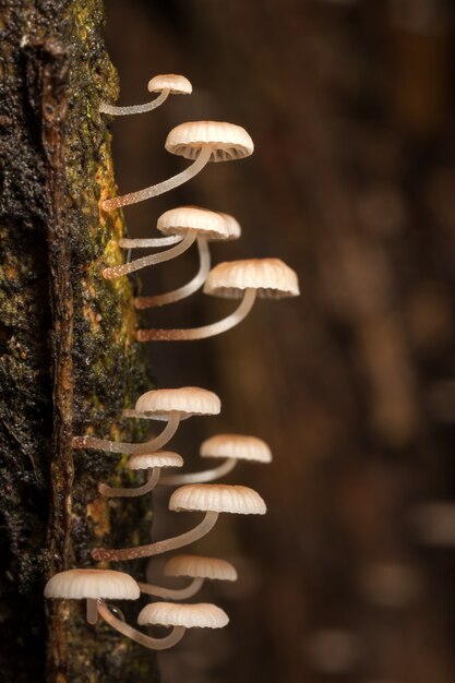 Photo tiny mushroom on wet tree