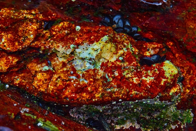 Tiny mussels and red algae fill small tide pool in Maine