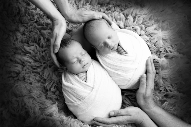 Tiny newborn twin boys in white cocoons Parents mother and father hold the children twins with their palms Studio black and white professional photography of newborn twins