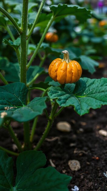 Photo tiny orange pumpkin growing on a vine