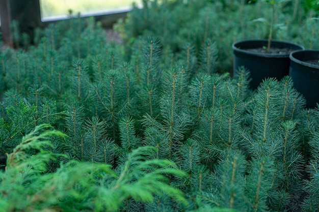 Tiny pine trees grow in the greenhouse