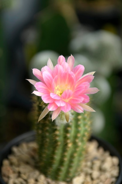 Tiny pink flower of Lobivia spp. hybrid on blurred cactus background.