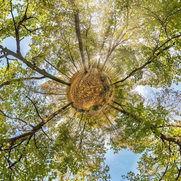 Tiny planet transformation of spherical panorama 360 degrees Spherical abstract aerial view on yellow maple forest Curvature of space