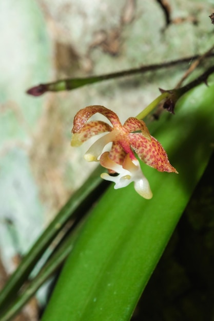 A tiny purple orchid blooming with a bouquet of white stamens