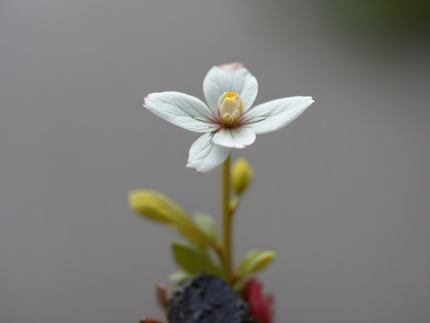 tiny single flower in garden