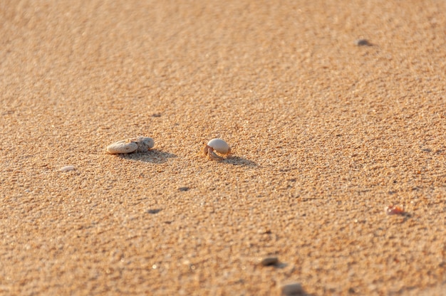 Tiny terrestrial hermit crab walking on the sand illuminated by sunset light