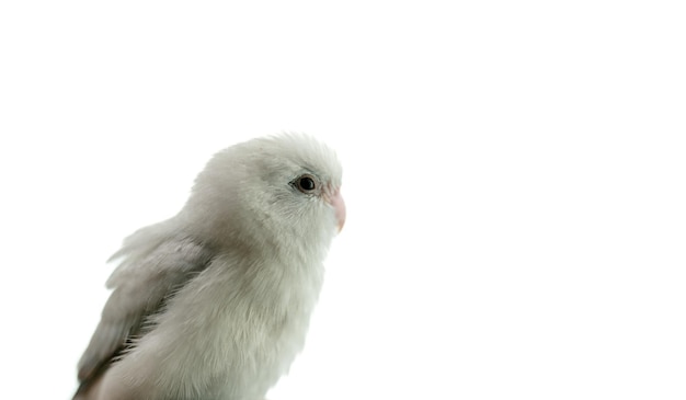 Tiny white parrot parakeet Forpus bird white isolation background