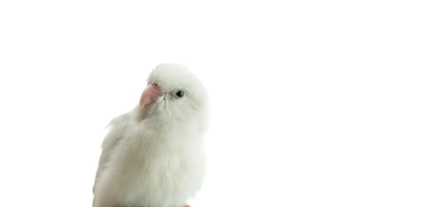 Tiny white parrot parakeet Forpus bird white isolation background