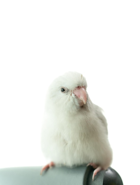 Tiny white parrot parakeet Forpus bird white isolation background