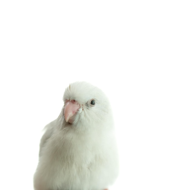 Tiny white parrot parakeet Forpus bird white isolation background