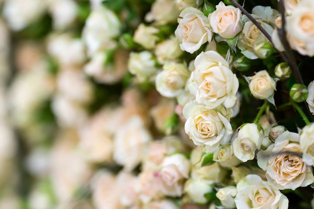 Tiny white roses. Closeup view