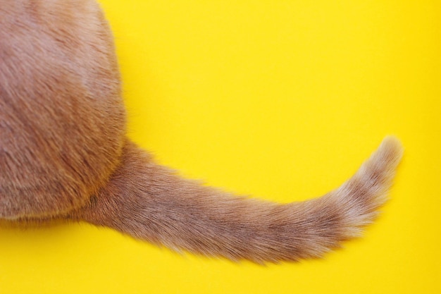 The tip of a red cat's tail on a yellow background. Part of a red cat, rear view