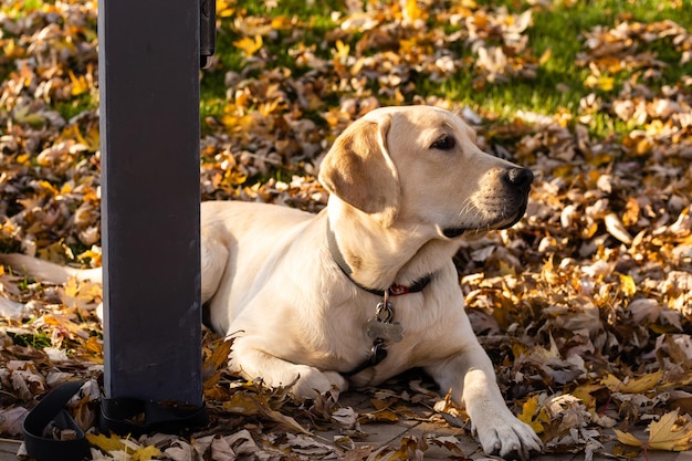 Tired adorable Labrador dutifully sits.