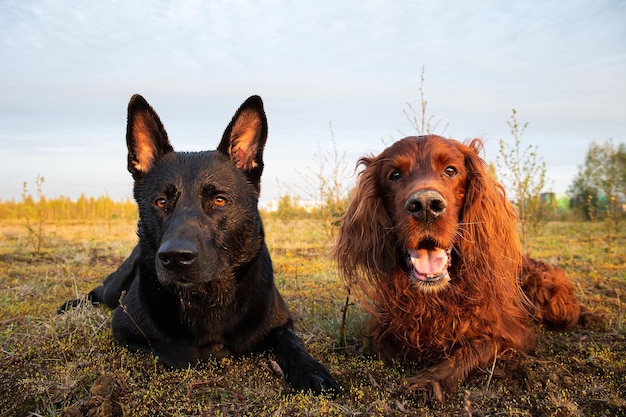 Tired Shepherd and Irish Setter dogs lying on grass in meadow during walk