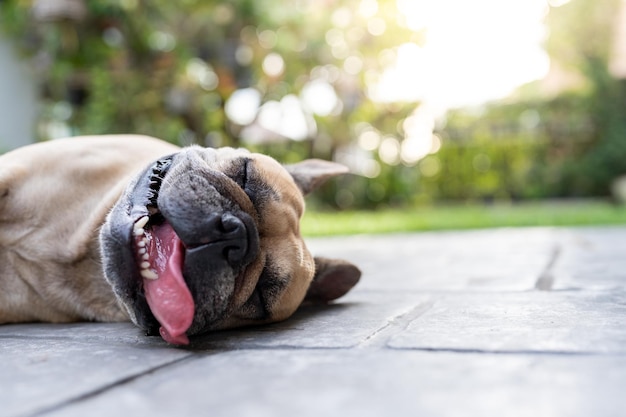 Tired and sleepy French Bulldog lying on the ground outdoor