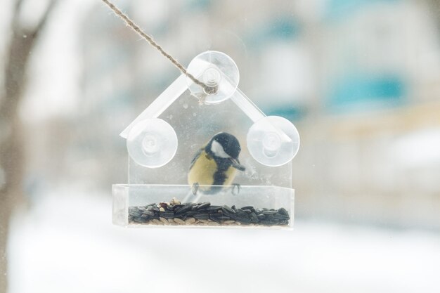 A tit sits and eats seeds from a transparent feeder on the window