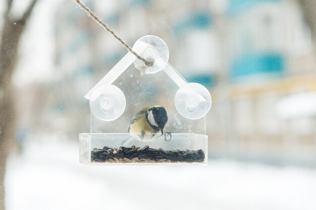 A tit sits and eats seeds from a transparent feeder on the window