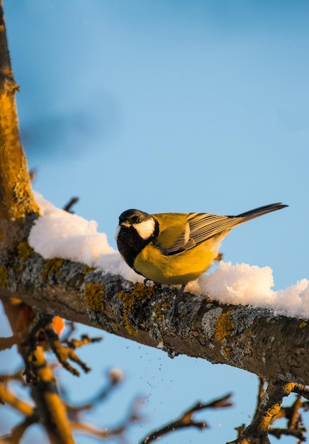 a tit sits on a tree branch in winter