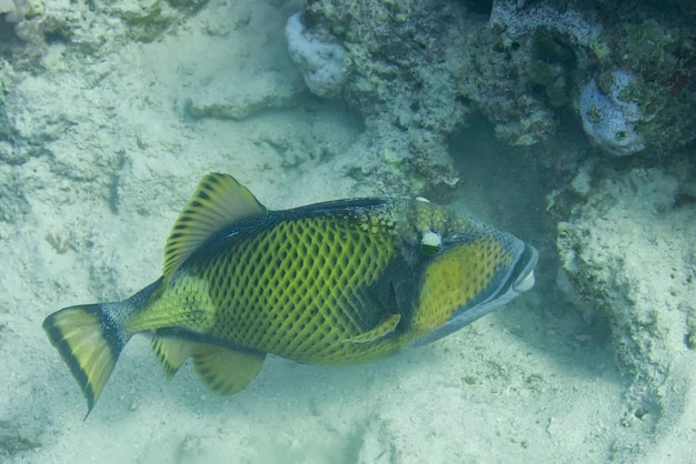 Titan Trigger Fish close up portrait