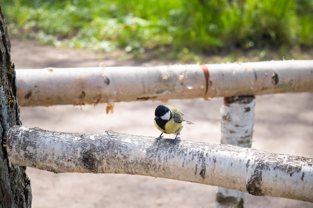 Titmouse on birch logs hedge on sunny day